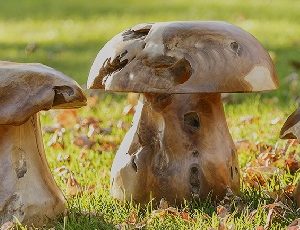 Teak Mushrooms